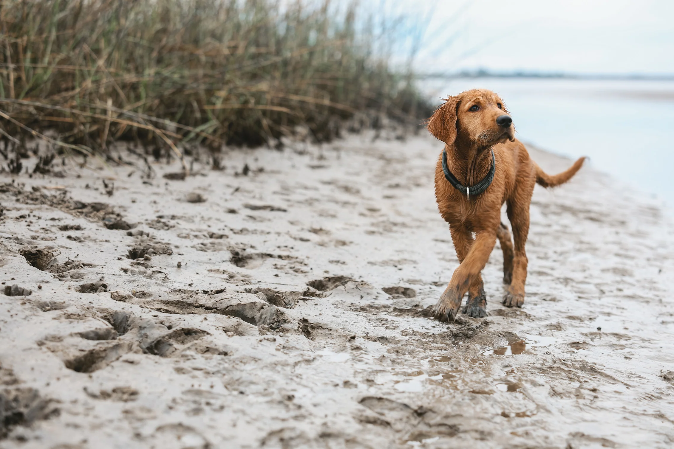 Outdoor Gear for Modern Dogs